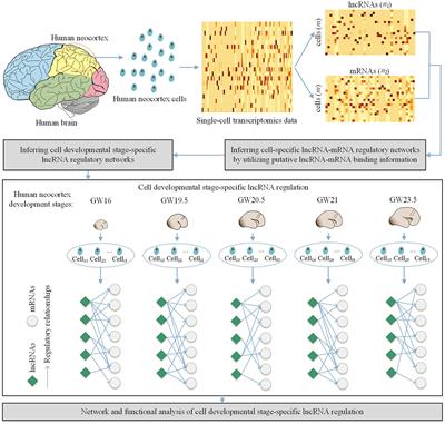 Inferring cell developmental stage-specific lncRNA regulation in the developing human neocortex with CDSlncR